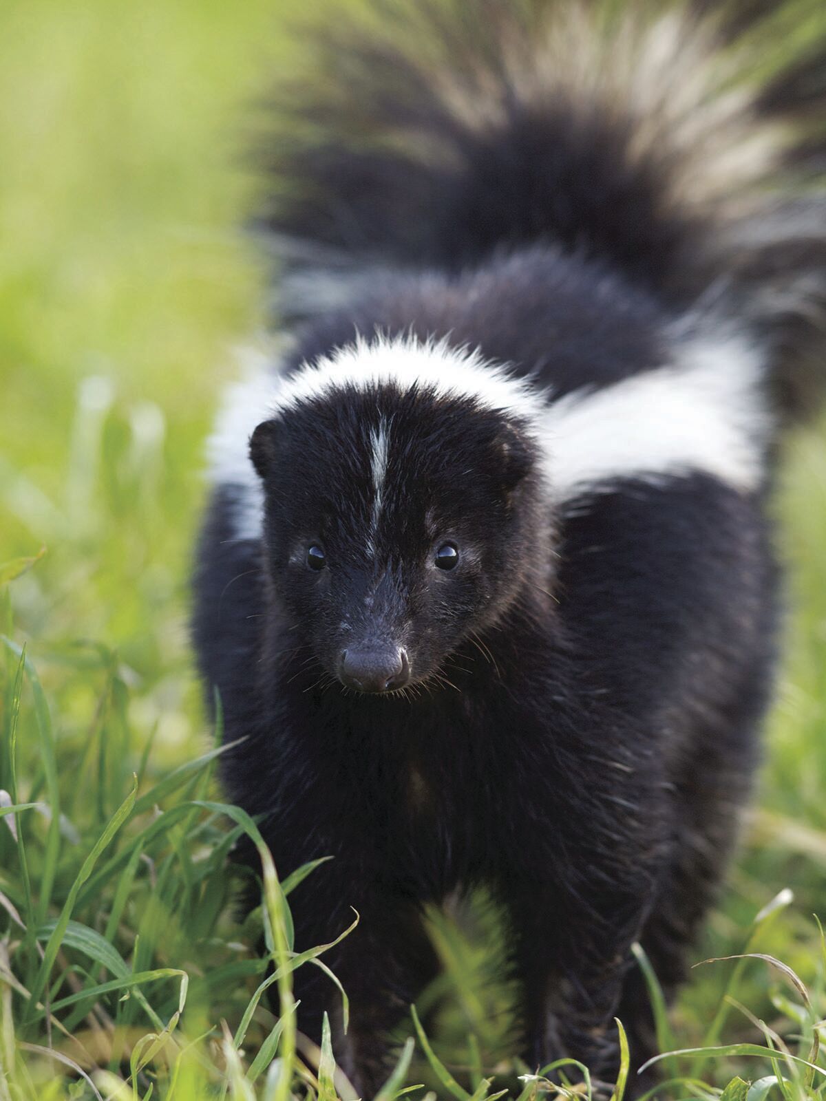 Writers on the Range: When a skunk goes after your garden
