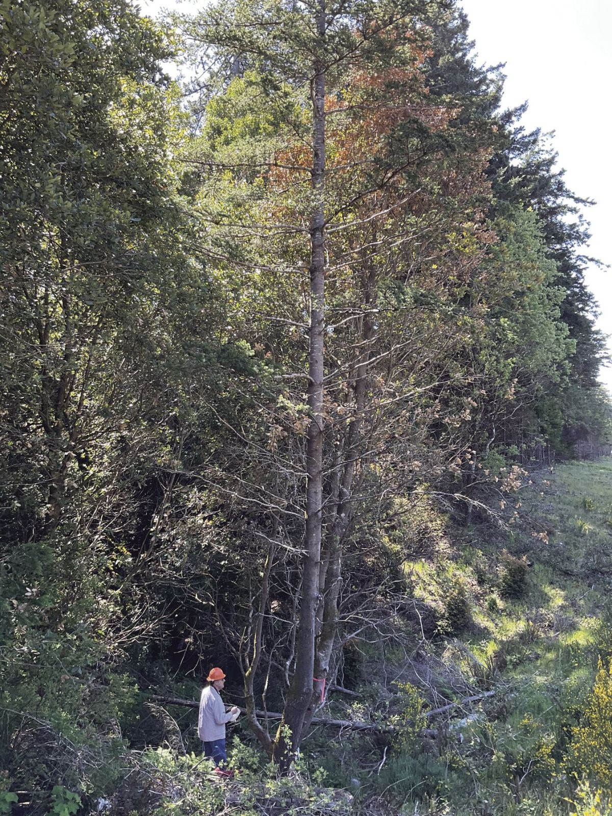 Second sudden oak death site found outside existing quarantine area near Port Orford