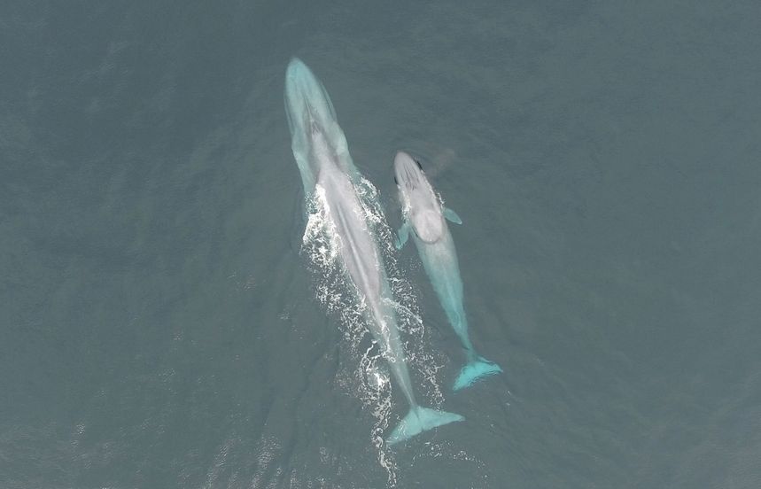 Photos / Blue Whale Research: Environmental conditions impact foraging, reproduction