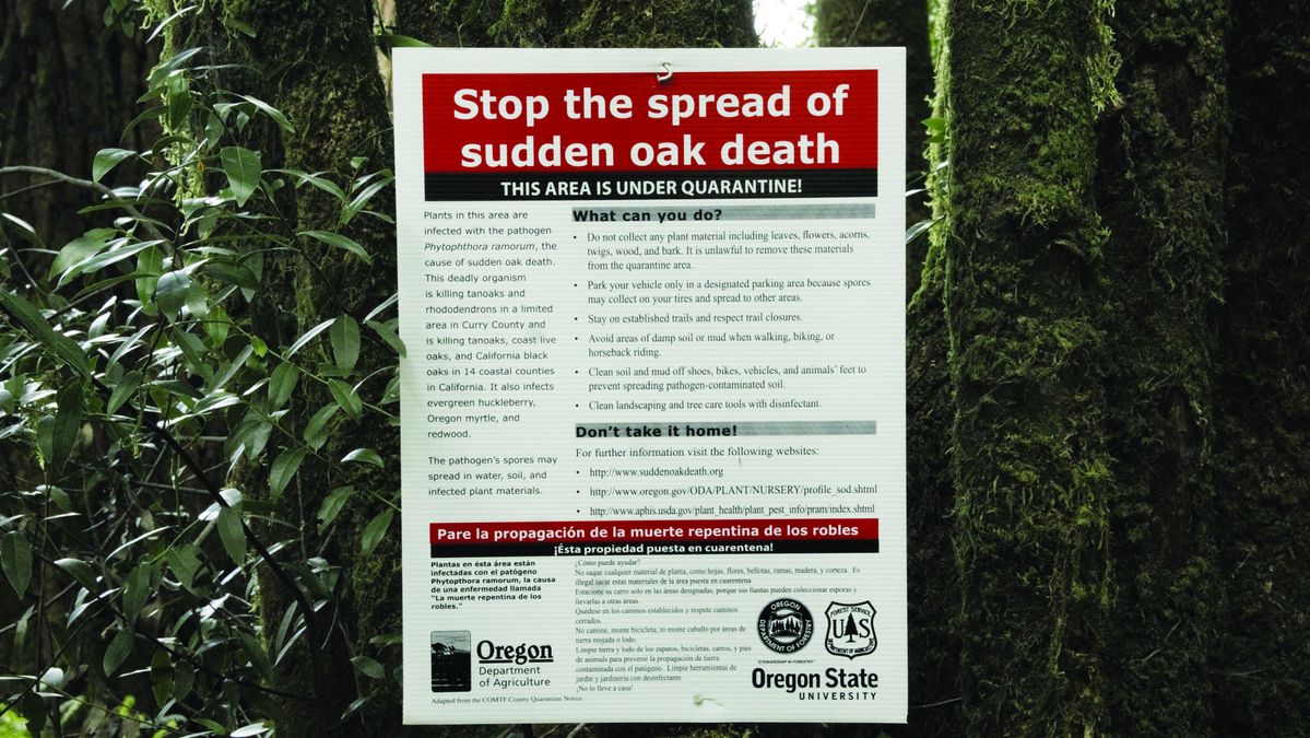 Sudden Oak Death is a growing concern