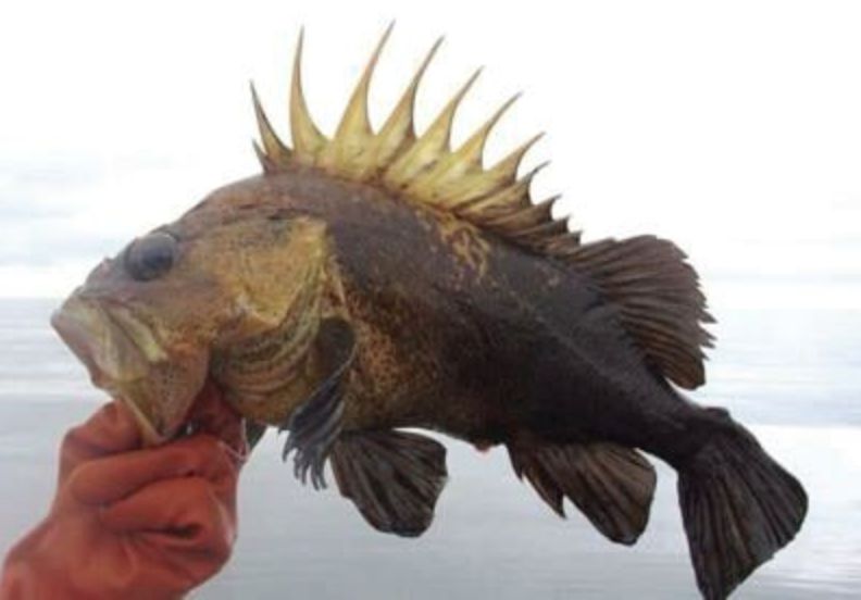 Lack of data driving fish ban