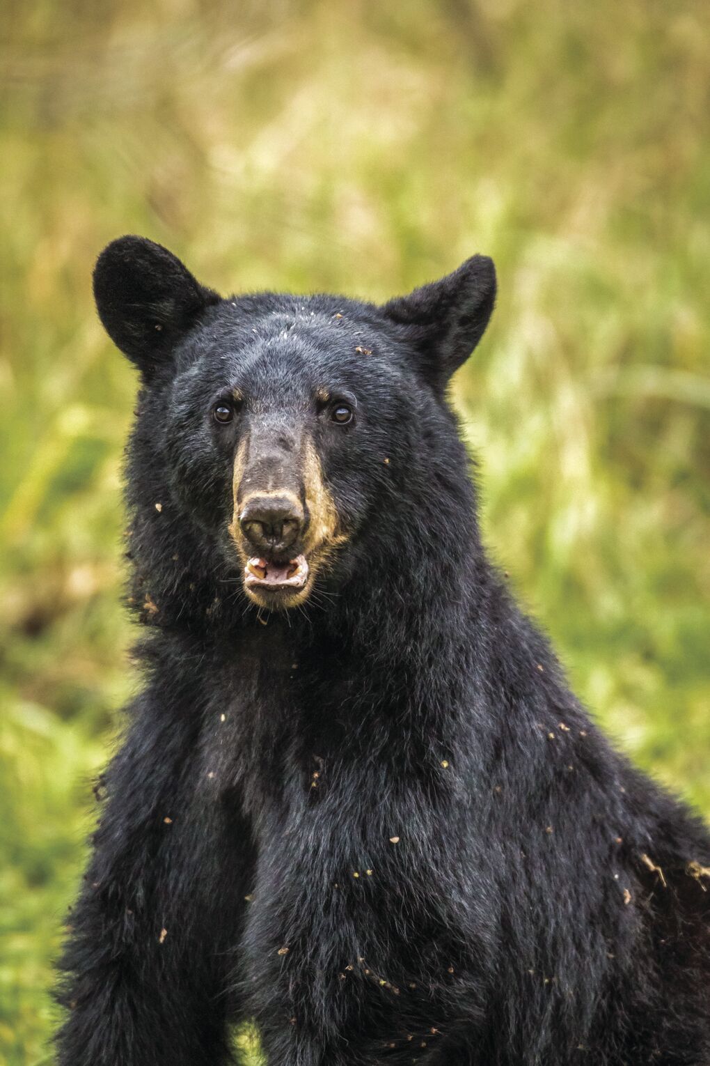 Six Rivers temporarily closes Sand Camp area due to bear encounters
