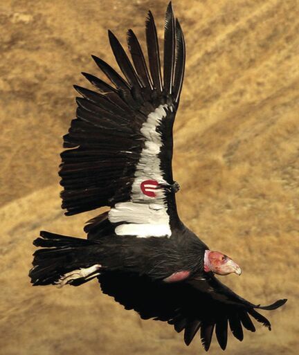 Condor shooting under investigation