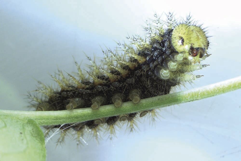 Zoo wakes up 500 caterpillar for trip to the coast