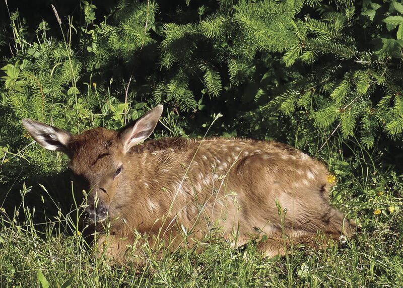 Young wildlife are rarely orphaned, so leave them where you find them—and keep your pets away too