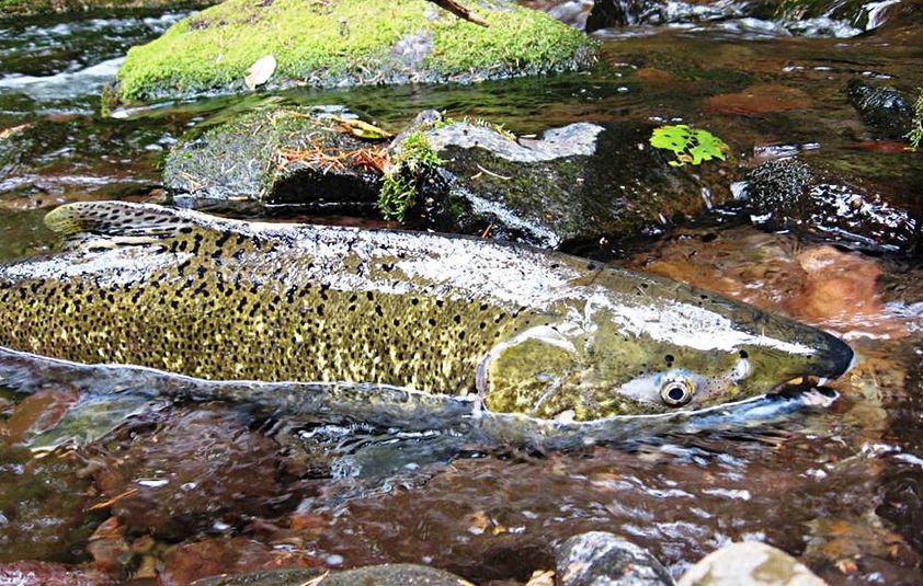 New Hope: Vitamin discovered in rivers may offer hope for salmon
