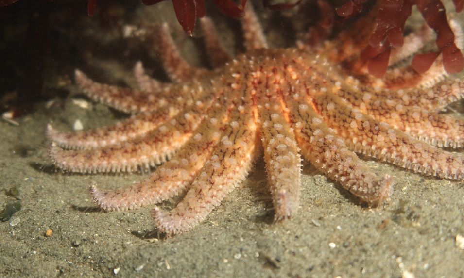 Ocean Research: Sea Stars protecting kelp forests
