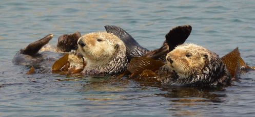 Reintroduction: Potential sea otter recovery efforts in Northern California and Oregon