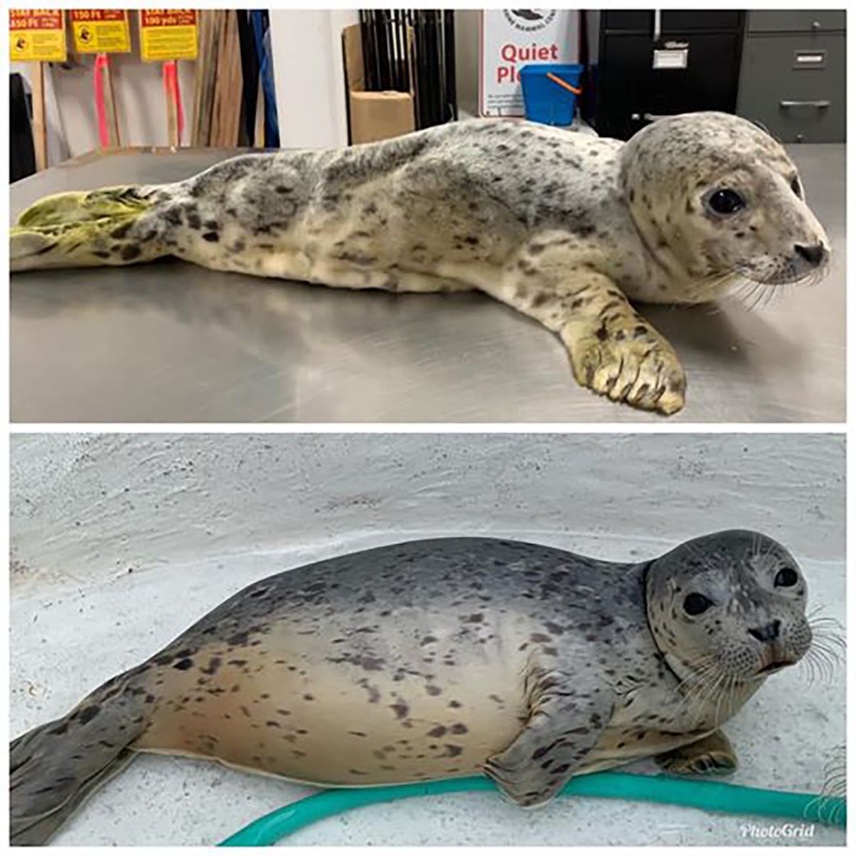 OZZY: Skinniest seal pup local marine mammal center has ever rescued