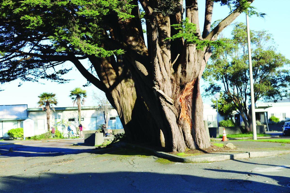 Old cypress trees at library to be removed