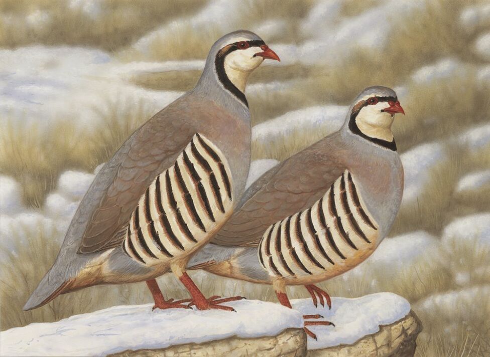 CDFW seeks artists for California Upland Game Bird Stamp Art Contest