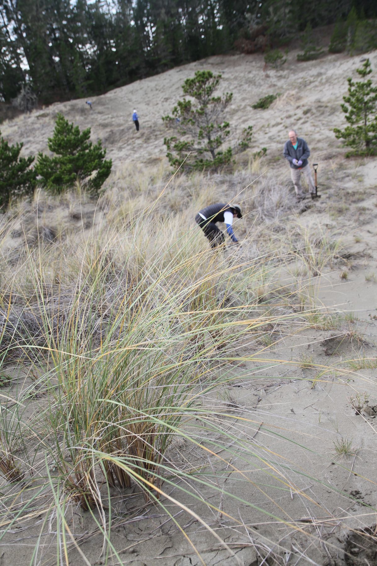 Tolowa Dunes restoration project seeks volunteers Sunday
