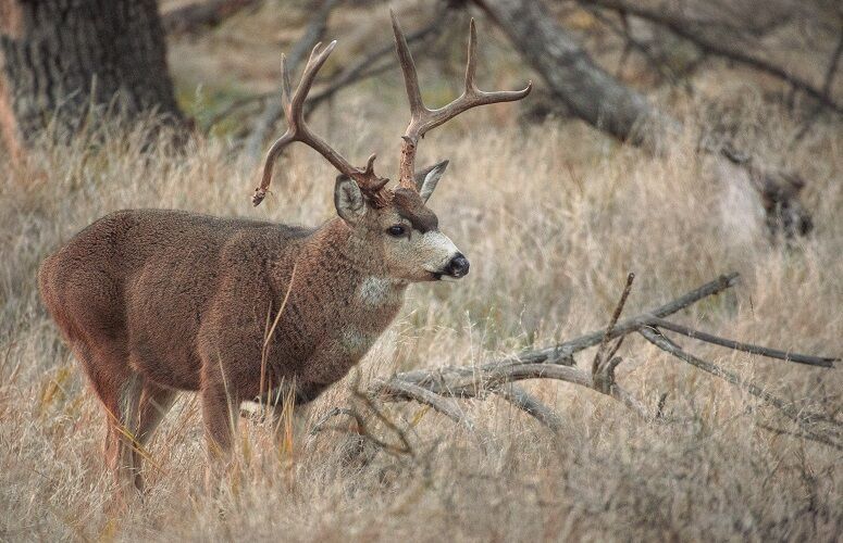 First Case of SARS-CoV-2 in California Wildlife confirmed in a mule deer