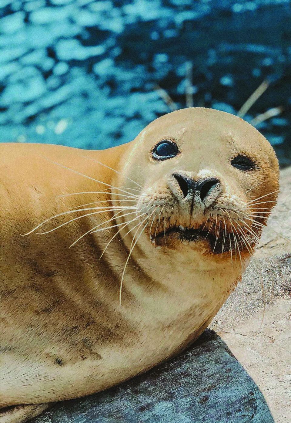 ‘Ocean World Diva’ dies at 42
