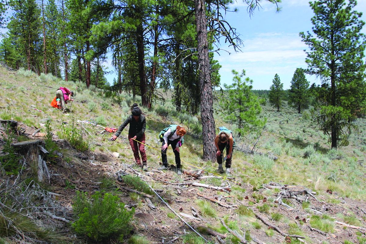 OSU study: Thinning moderates forest fire behavior even without prescribed burns – for a while