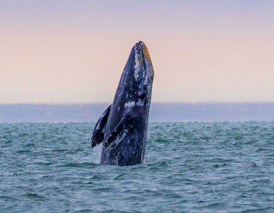 Out of the Blue: Migrating whales along Oregon's Coast