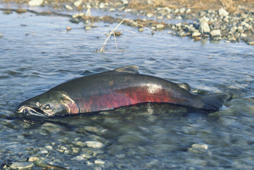 Klamath River Chinook Reoccupying Historic Habitat