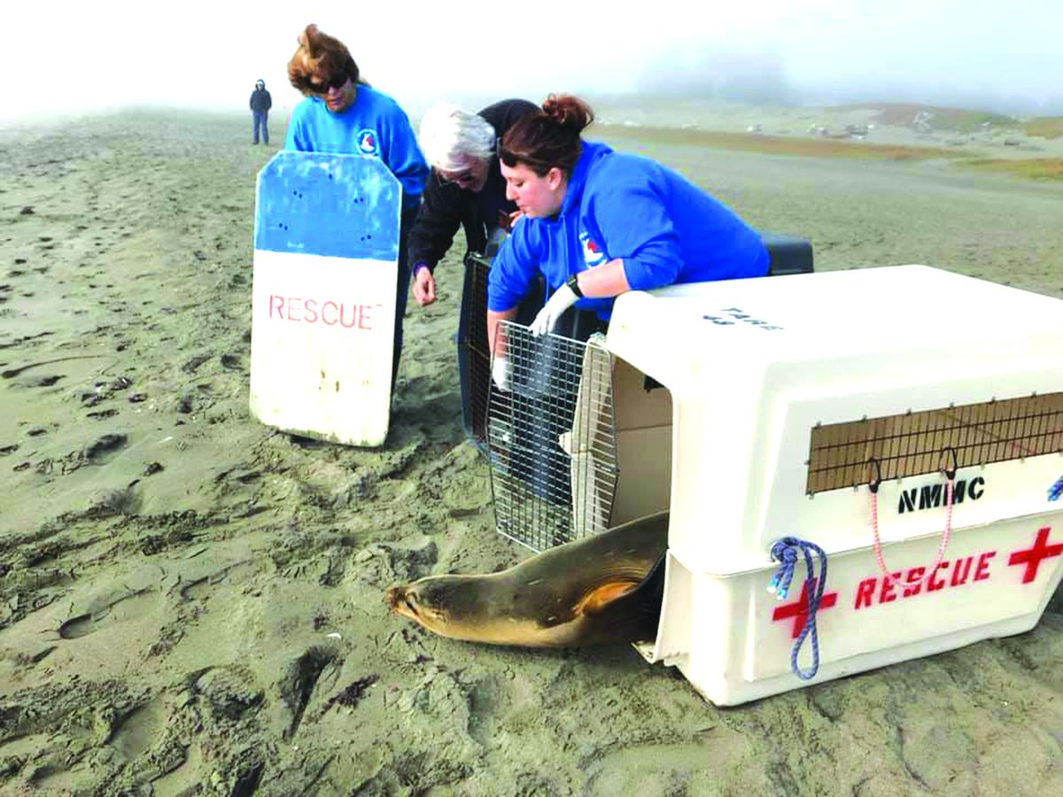 Interns needed at the marine mammal center