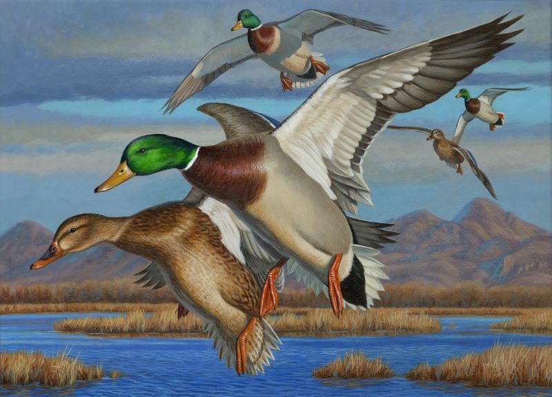 Cal Poly Humboldt Artist Wins  2024 California Duck Stamp Contest