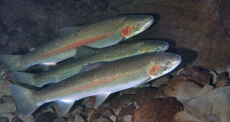 California trout opener a cherished tradition for Golden State anglers