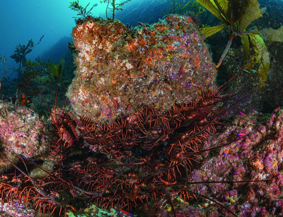 California lobster season opening Saturday