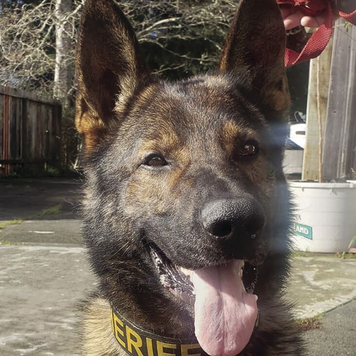 Sheriff’s department and K9 Zuko make fentanyl bust