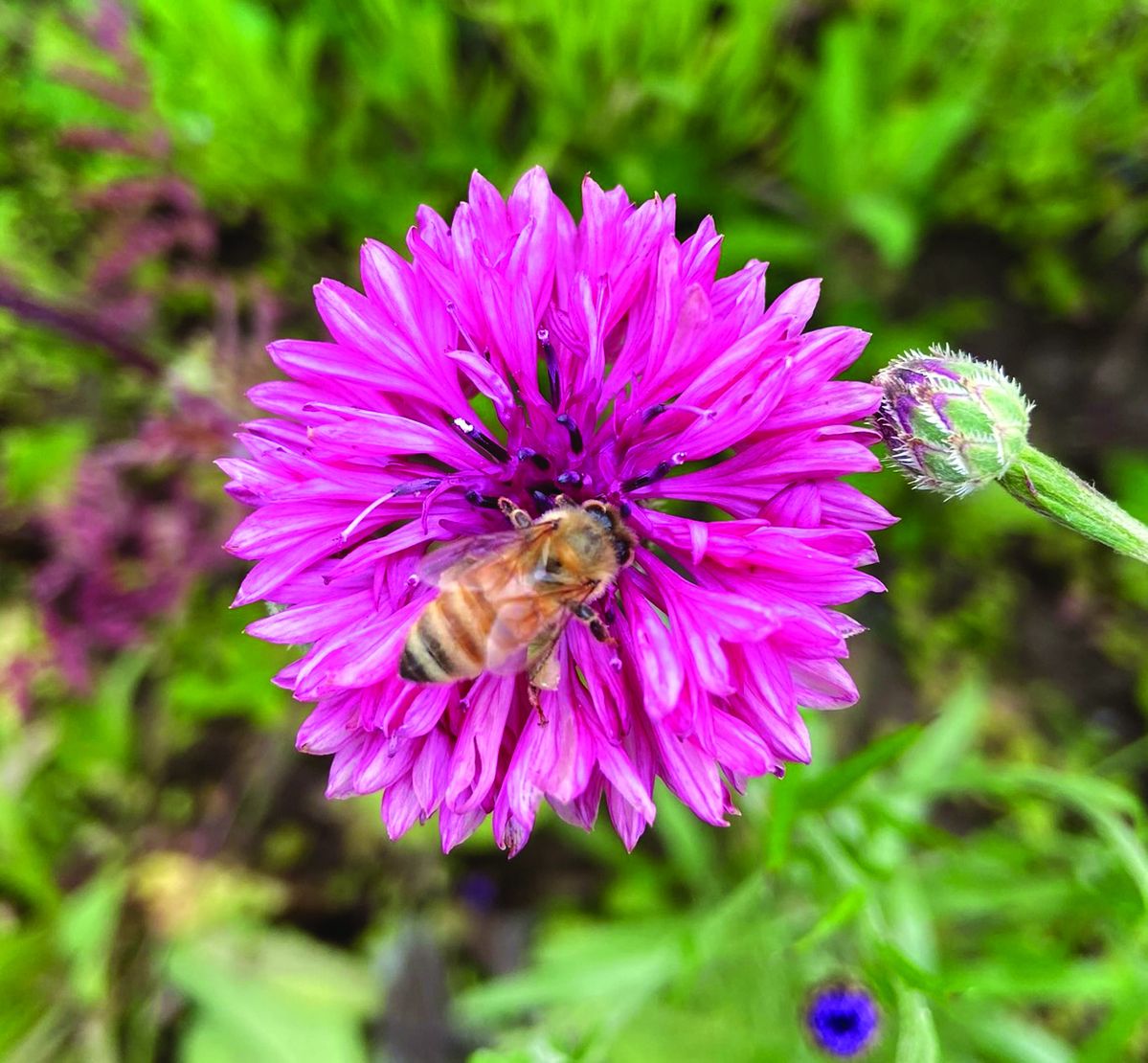 Study will provide insight into optimal nutrition for bees