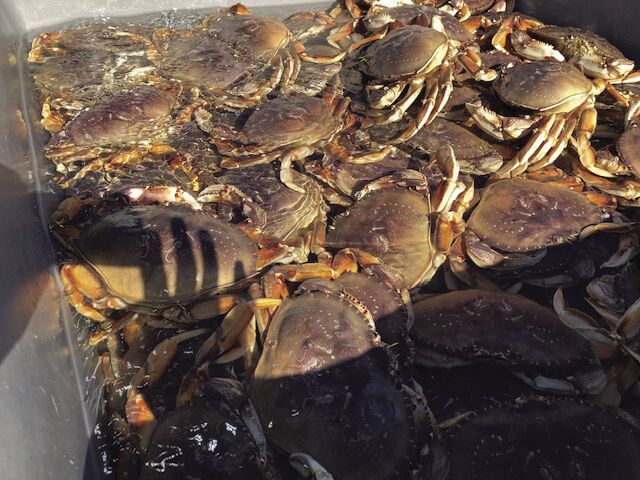 Recreational Dungeness crab fishery opens