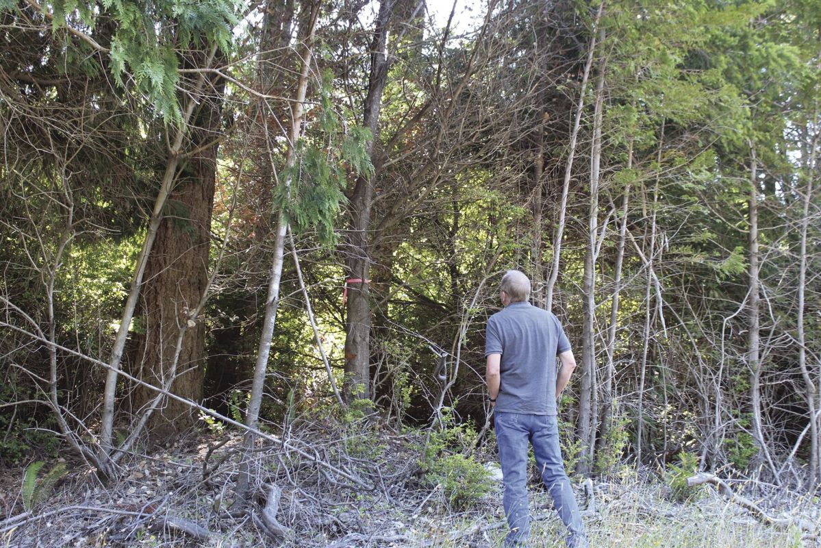 County to help fight sudden oak death