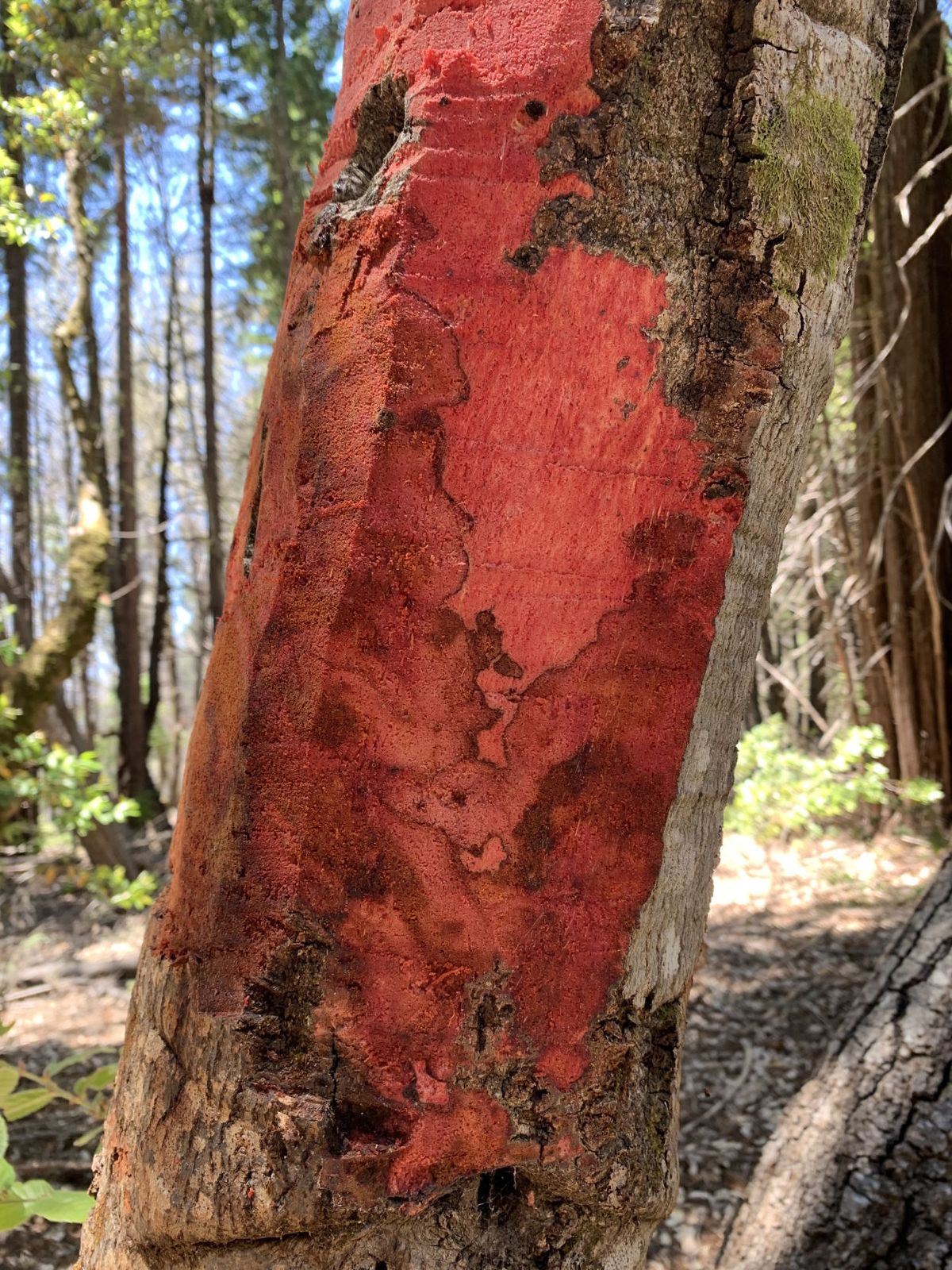 Sudden Oak Death: Detected in Del Norte County, quarantine continues in Curry