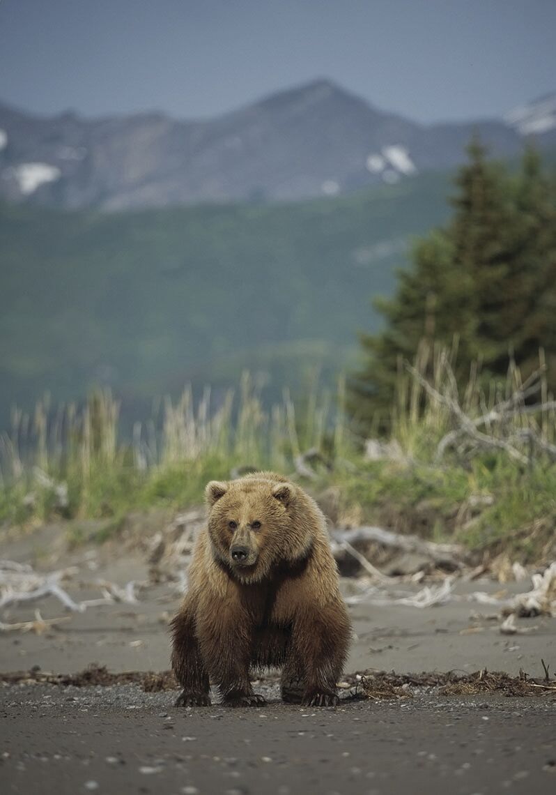 Writers on the Range: Alaska needs to value its live bears