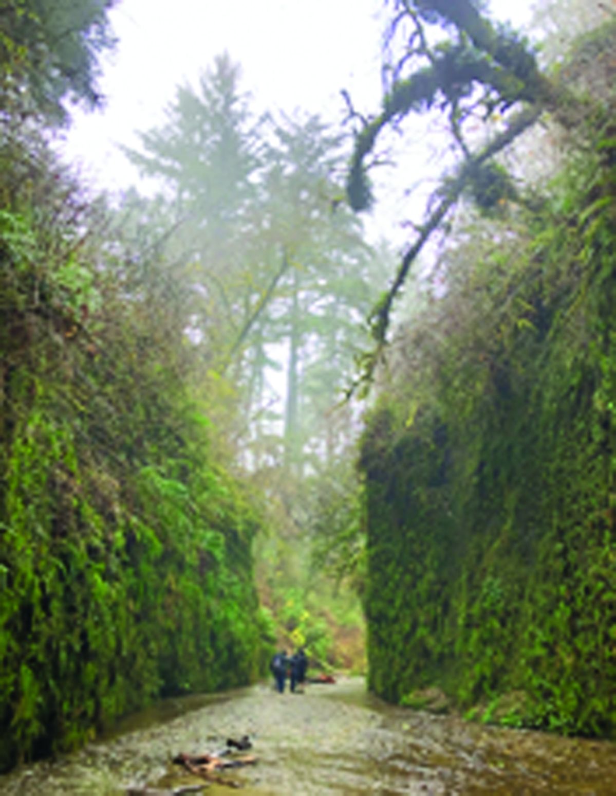 Redwood National and State Parks Launches Gold Bluffs Beach Day-use Area and Fern Canyon Pilot Permit Program this Summer