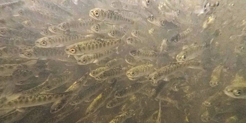 Millions of Chinook Salmon Released into The Klamath