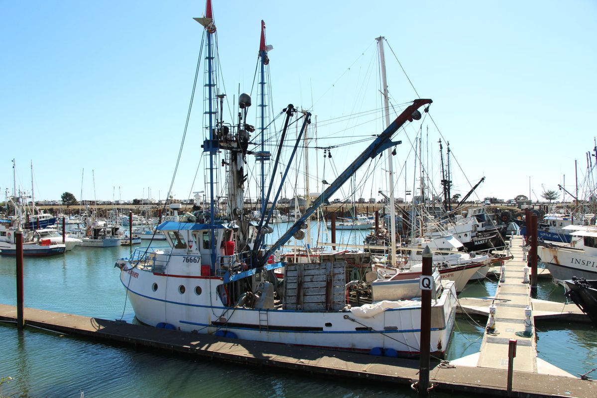 Rigorous management improves groundfish stocks