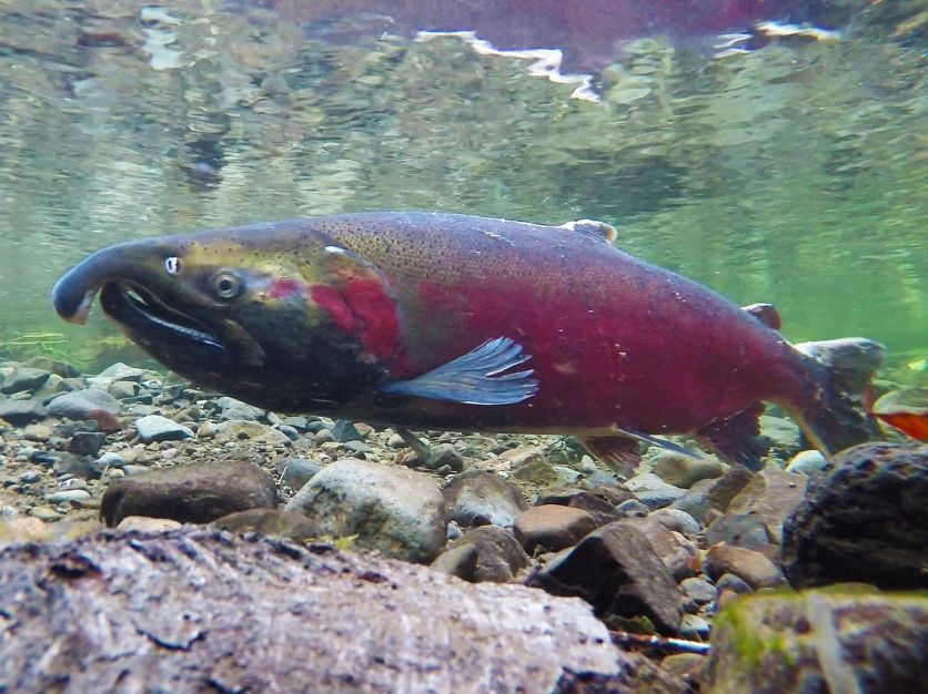Assembly member Chris Rogers Introduces Bill to Restore and Protect Klamath River Fisheries