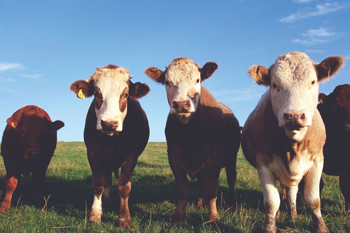 USDA requires additional testing for avian flu in dairy herds