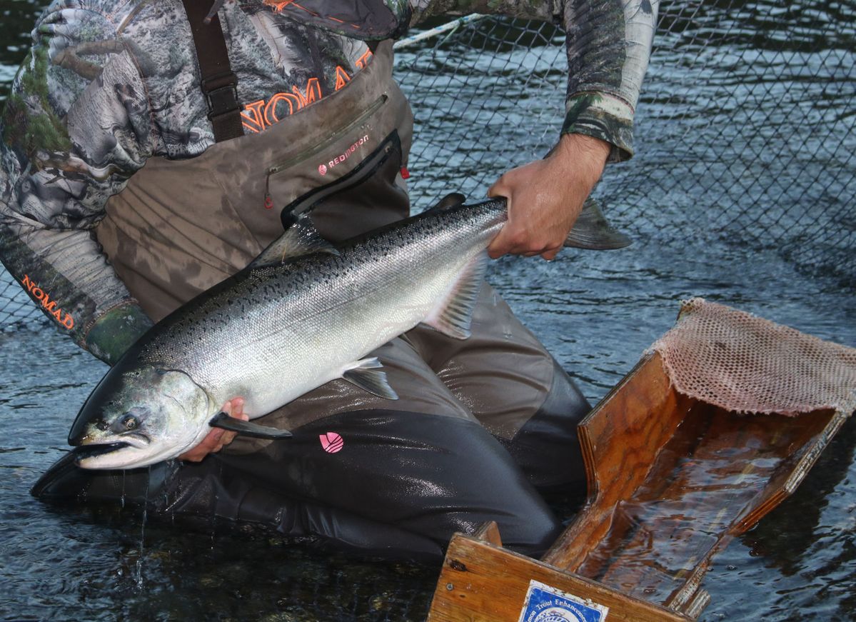 Fishery Council closes California and parts of Oregon salmon fishing in 2023