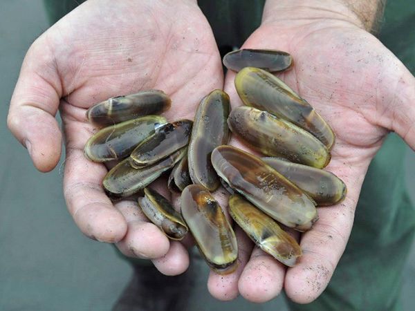 Razor Clamming: New Opening