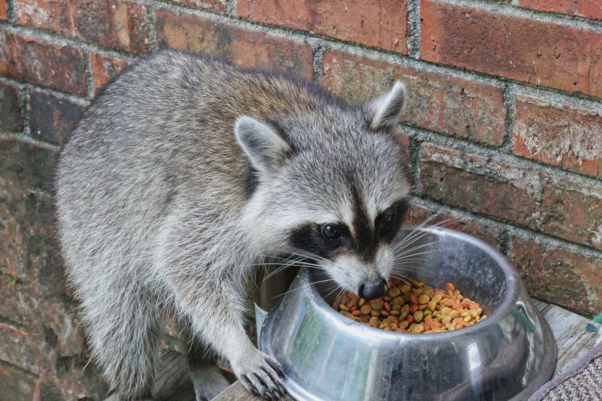 CDFW warns of rise in distemper cases among foxes, raccoons and skunks