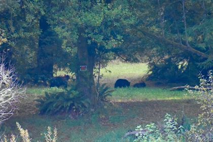 Photos / Caught on Camera: Bear visit