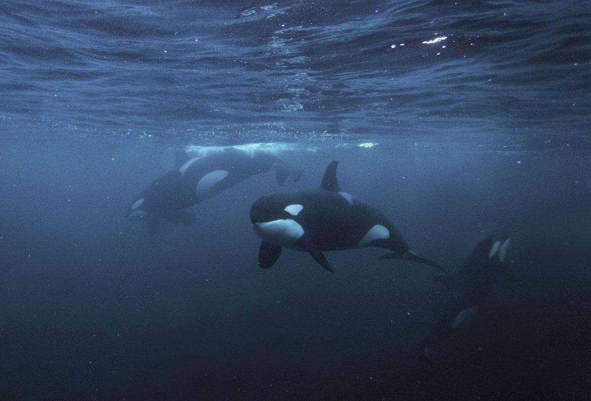 ODFWC accepts petition to list Southern Resident killer whales as Endangered