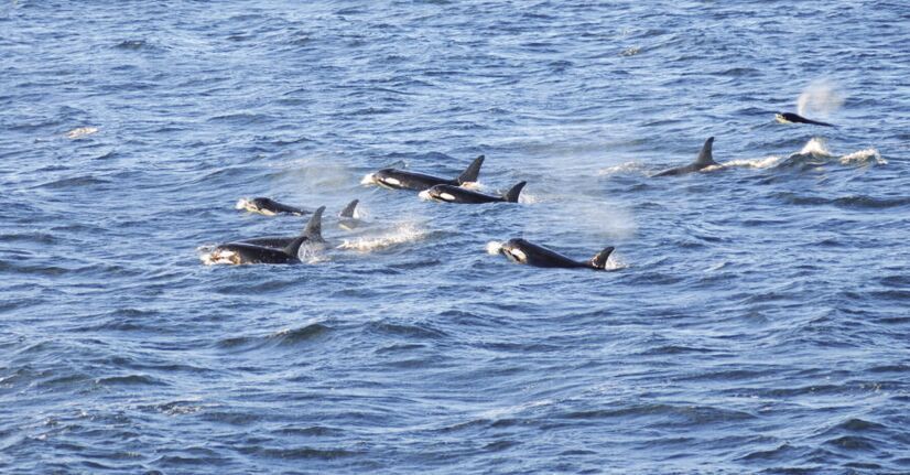Southern resident orcas added to state’s endangered species list