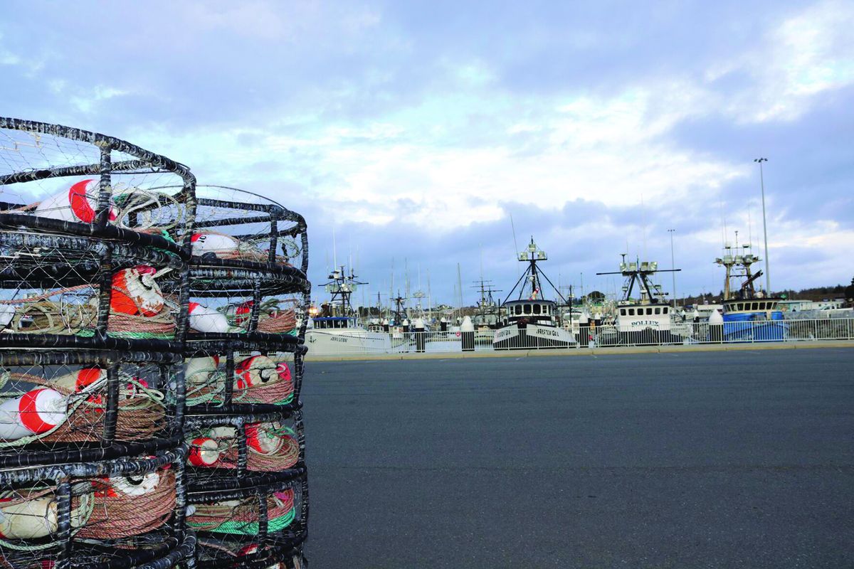 California commercial dungeness crab season Is delayed