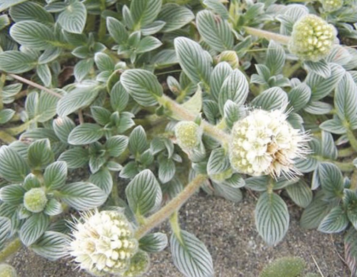 Sand dune phacelia gets threatened species classification