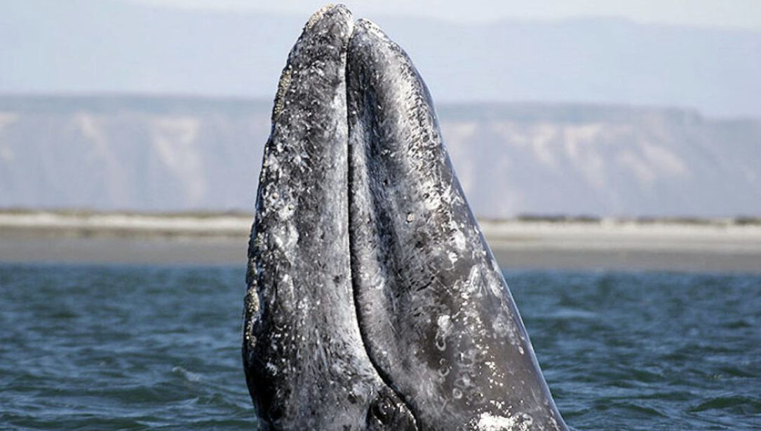 Gray whales experience major population swings as a result of Arctic conditions