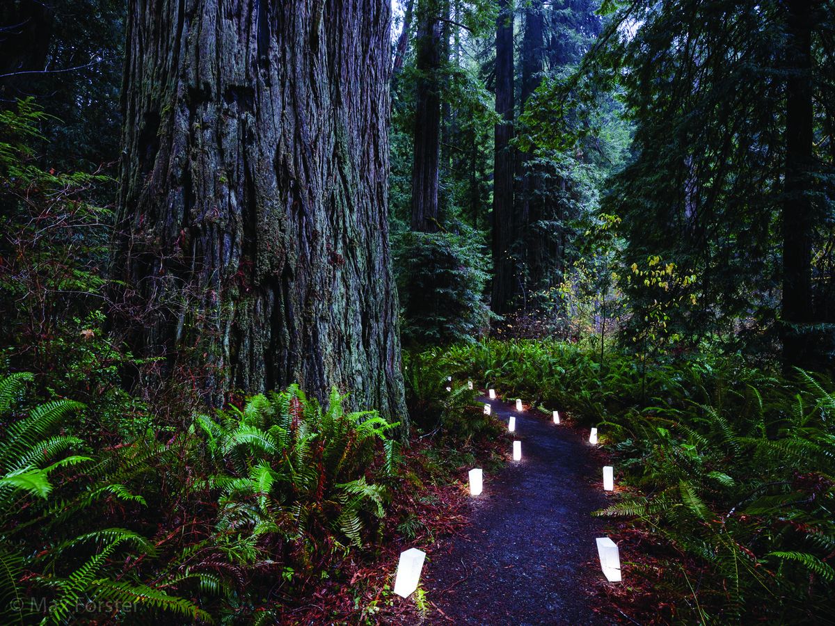 Tickets on sale for virtual candlelight walk at Redwood National and State Parks
