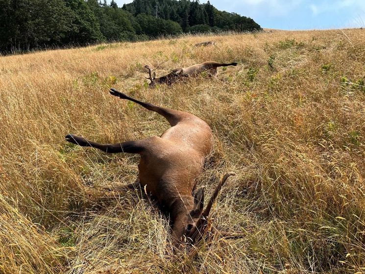 Rangers Seek Information About Elk Killing