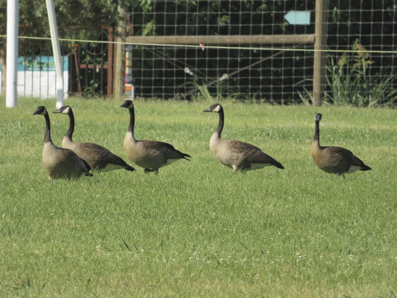 Avian influenza virus activity continues in California