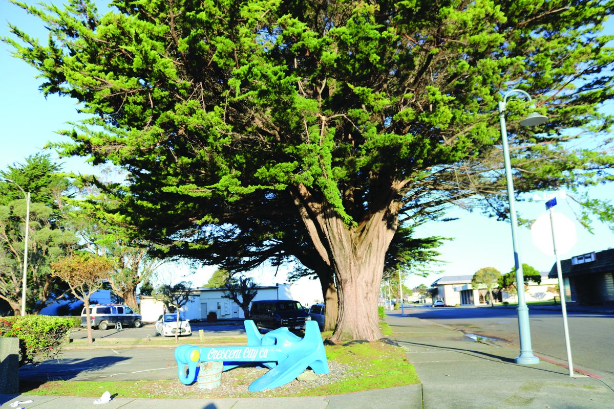 More trees to be cut down in Crescent City