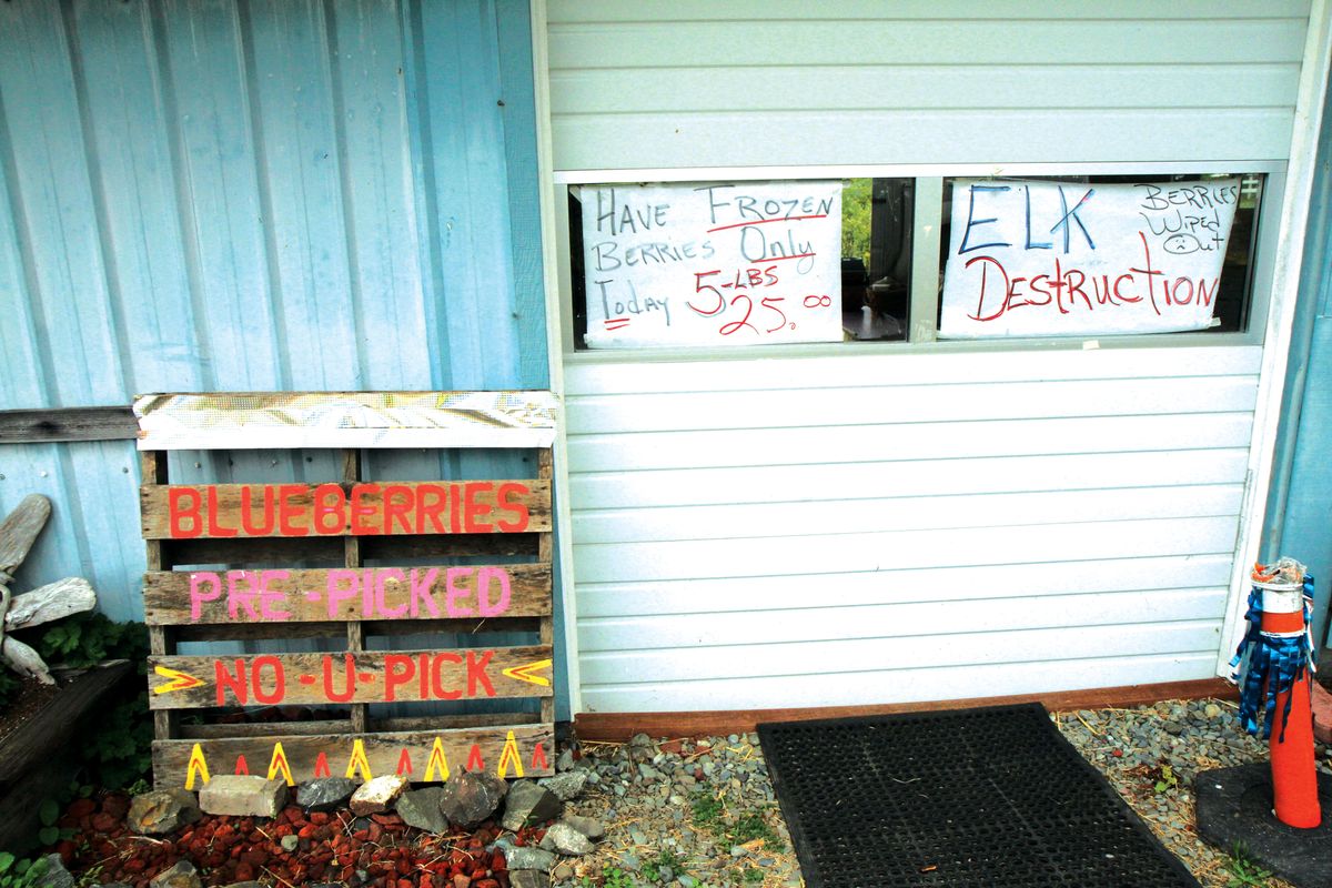 Elk cut short Blueberry Hill’s crop